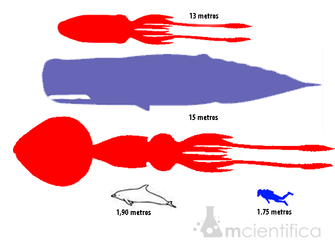 A lula colossal tem a maior cabeça de todos os tipos de lulas, ultrapassando até a lula gigante (Architeuthis).